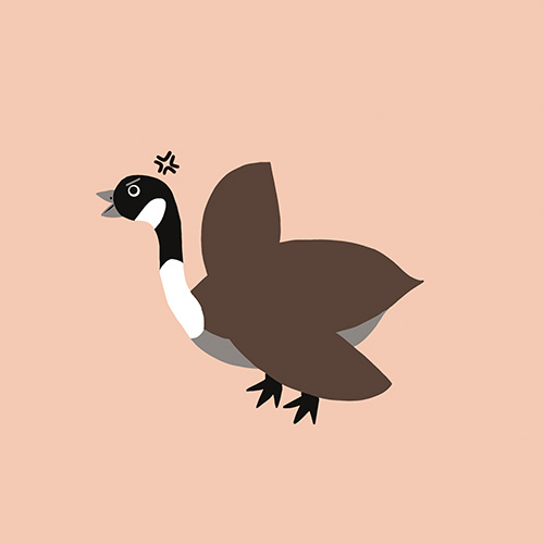 Goose Contest Drawing
